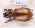  ( - JT-ANT-1033)  @11 [ ] Creative common (2022) Julien Touroult Museum national d'Histoire naturelle, Paris