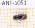  ( - JT-ANT-1051)  @11 [ ] Creative common (2022) Julien Touroult Museum national d'Histoire naturelle, Paris