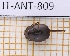  ( - JT-ANT-809)  @11 [ ] Creative common (2022) Julien Touroult Museum national d'Histoire naturelle, Paris