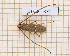  ( - JT-ANT-834)  @11 [ ] Creative common (2022) Julien Touroult Museum national d'Histoire naturelle, Paris