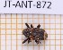  (Isus - JT-ANT-872)  @11 [ ] Creative common (2022) Julien Touroult Museum national d'Histoire naturelle, Paris