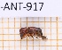  ( - JT-ANT-917)  @11 [ ] Creative common (2022) Julien Touroult Museum national d'Histoire naturelle, Paris