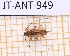  ( - JT-ANT-949)  @11 [ ] Creative common (2022) Julien Touroult Museum national d'Histoire naturelle, Paris