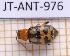  ( - JT-ANT-976)  @11 [ ] Creative common (2022) Julien Touroult Museum national d'Histoire naturelle, Paris