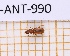  (Perileptus dentifer - JT-ANT-990)  @11 [ ] Creative common (2022) Julien Touroult Museum national d'Histoire naturelle, Paris
