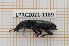  (Pterostichus elongatus - LPRC2021-1189)  @11 [ ] By-SA Creative Common (2021) Rodolphe Rougerie Museum national d'Histoire naturelle, Paris
