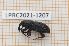  (Sphenophorus striatopunctatus - LPRC2021-1207)  @11 [ ] By-SA Creative Common (2021) Rodolphe Rougerie Museum national d'Histoire naturelle, Paris