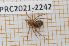  (Enoplognatha testacea - LPRC2021-2242)  @11 [ ] By-SA Creative Common (2021) Rodolphe Rougerie Museum national d'Histoire naturelle, Paris