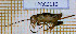  (Gryllomorpha uclensis - LPRC6116)  @11 [ ] Copyright (2020) François Dusoullier Museum national d'Histoire naturelle