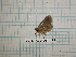  ( - BC-LPRCorse1159)  @11 [ ] by-sa - CreativeCommons (2020) Rodolphe Rougerie Muséum National d'Histoire Naturelle
