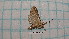  ( - BC-LPRCorse1194)  @11 [ ] by-sa - CreativeCommons (2020) Rodolphe Rougerie Muséum National d'Histoire Naturelle