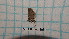  ( - BC-LPRCorse1202)  @11 [ ] by-sa - CreativeCommons (2020) Rodolphe Rougerie Muséum National d'Histoire Naturelle