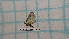  ( - BC-LPRCorse1228)  @11 [ ] by-sa - CreativeCommons (2020) Rodolphe Rougerie Muséum National d'Histoire Naturelle