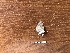  ( - BC-LPRCorse2022)  @11 [ ] Copyright (2019) Jérôme Barbut Museum national d'Histoire naturelle, Paris