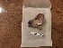  ( - BC-LPRCorse2085)  @11 [ ] Copyright (2019) Jérôme Barbut Museum national d'Histoire naturelle, Paris