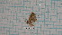  ( - BC-LPRCorse4372)  @11 [ ] by-sa - CreativeCommons (2020) Rodolphe Rougerie Muséum National d'Histoire Naturelle