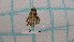  ( - BC-LPRCorse4407)  @11 [ ] by-sa - CreativeCommons (2020) Rodolphe Rougerie Muséum National d'Histoire Naturelle