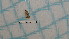  ( - BC-LPRCorse4446)  @11 [ ] by-sa - CreativeCommons (2020) Rodolphe Rougerie Muséum National d'Histoire Naturelle