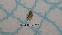  ( - BC-LPRCorse4450)  @11 [ ] by-sa - CreativeCommons (2020) Rodolphe Rougerie Muséum National d'Histoire Naturelle