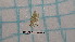  ( - BC-LPRCorse4455)  @11 [ ] by-sa - CreativeCommons (2020) Rodolphe Rougerie Muséum National d'Histoire Naturelle