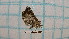  ( - BC-LPRCorse4507)  @11 [ ] by-sa - CreativeCommons (2020) Rodolphe Rougerie Muséum National d'Histoire Naturelle