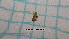  ( - BC-LPRCorse4541)  @11 [ ] by-sa - CreativeCommons (2020) Rodolphe Rougerie Muséum National d'Histoire Naturelle