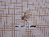  ( - BC-LPRCorse4558)  @11 [ ] by-sa - CreativeCommons (2020) Rodolphe Rougerie Muséum National d'Histoire Naturelle