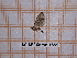  ( - BC-LPRCorse4559)  @11 [ ] by-sa - CreativeCommons (2020) Rodolphe Rougerie Muséum National d'Histoire Naturelle