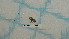  ( - BC-LPRCorse5312)  @11 [ ] by-sa - CreativeCommons (2020) Rodolphe Rougerie Muséum National d'Histoire Naturelle