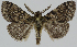  ( - BC-LPRCorse2284)  @11 [ ] Copyright (2020) Jérôme Barbut Research Collection MNHN