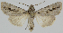  ( - BC-LPRCorse2324)  @11 [ ] Copyright (2020) Jérôme Barbut Research Collection MNHN