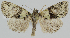  ( - BC-LPRCorse2326)  @11 [ ] Copyright (2020) Jérôme Barbut Research Collection MNHN