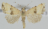  ( - BC-LPRCorse2353)  @11 [ ] Copyright (2020) Jérôme Barbut Research Collection MNHN