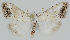  ( - BC-LPRCorse2356)  @11 [ ] Copyright (2020) Jérôme Barbut Research Collection MNHN