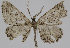  ( - BC-LPRCorse2368)  @11 [ ] Copyright (2020) Jérôme Barbut Research Collection MNHN
