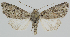  ( - BC-LPRCorse2374)  @11 [ ] Copyright (2020) Jérôme Barbut Research Collection MNHN