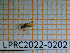  ( - LPRC2022-0202)  @11 [ ] CC-By (2022) Rodolphe Rougerie MNHN