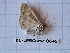  ( - BC-LPRCorse0645)  @11 [ ] Copyright (2019) Rodolphe Rougerie Museum national d'Histoire naturelle, Paris