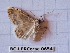  (Scopula honestata - BC-LPRCorse0654)  @12 [ ] Copyright (2019) Rodolphe Rougerie Museum national d'Histoire naturelle, Paris