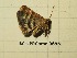  ( - BC-LPRCorse0696)  @11 [ ] Copyright (2019) Rodolphe Rougerie Museum national d'Histoire naturelle, Paris
