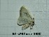  (Cilix hispanica - BC-LPRCorse0689)  @11 [ ] Copyright (2019) Rodolphe Rougerie Museum national d'Histoire naturelle, Paris