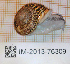  (Marmorana - MNHN-IM-2013-76309)  @11 [ ] Copyright (2020) Olivier Gargominy Museum national d'Histoire naturelle