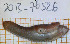  ( - MNHN-IM-2013-76526)  @11 [ ] Copyright (2020) Olivier Gargominy Museum national d'Histoire naturelle