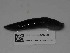  (Limax vizzavonensis - MNHN-IM-2018-700)  @11 [ ] Copyright (2019) Olivier Gargominy Museum national d'Histoire naturelle, Paris