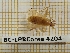  (Miridius quadrivirgatus - BC-LPRCorse 4204)  @11 [ ] Copyright (2019) Rodolphe Rougerie Research Collection of Rodolphe Rougerie
