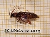  ( - BC-LPRCorse 4072)  @11 [ ] Copyright (2019) Rodolphe Rougerie Research Collection of Rodolphe Rougerie