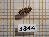  ( - BC-LPRCorse3344)  @11 [ ] Copyright (2019) Rodolphe Rougerie Museum national d'Histoire naturelle, Paris