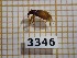 ( - BC-LPRCorse3346)  @11 [ ] Copyright (2019) Rodolphe Rougerie Museum national d'Histoire naturelle, Paris