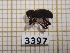  ( - BC-LPRCorse3397)  @11 [ ] Copyright (2019) Rodolphe Rougerie Museum national d'Histoire naturelle, Paris