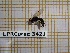  ( - BC-LPRCorse3421)  @11 [ ] Copyright (2019) Rodolphe Rougerie Museum national d'Histoire naturelle, Paris